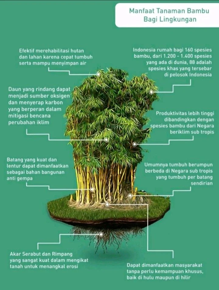 Manfaat Bambu dalam Konservasi Air