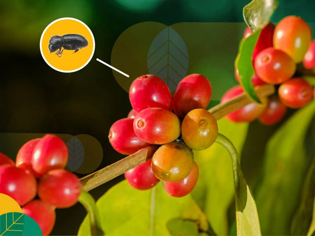 Mengenal Jenis Hama Tanaman Kopi
