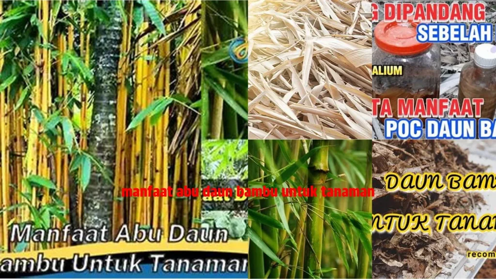 Menggunakan Bambu untuk Mencegah Kekeringan: Manfaat dan Kelebihan