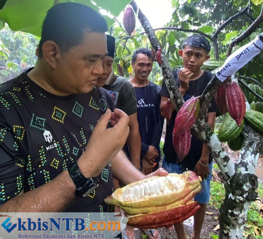 Pemilihan Varietas Kakao yang Cocok untuk Agroforestri