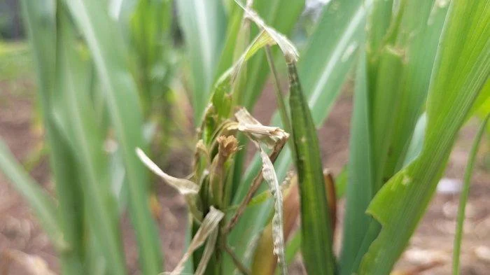 Pengaruh Curah Hujan Tidak Menentu pada Pertumbuhan Tanaman Jagung