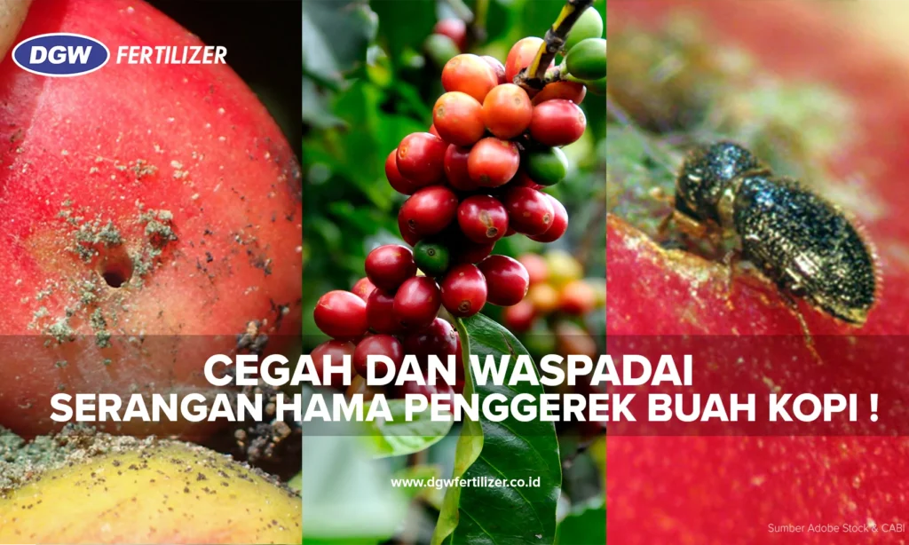 Pengaruh Peningkatan Suhu terhadap Serangan Hama pada Buah