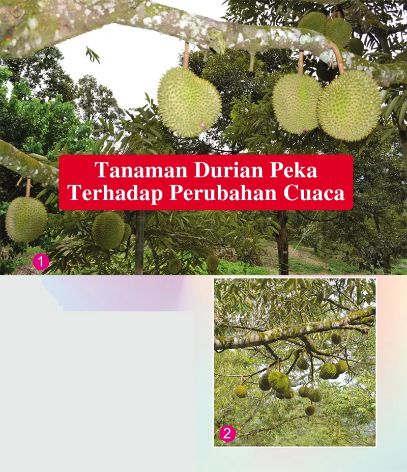 Pengaruh Perubahan Cuaca terhadap Kesehatan Tanaman Buah