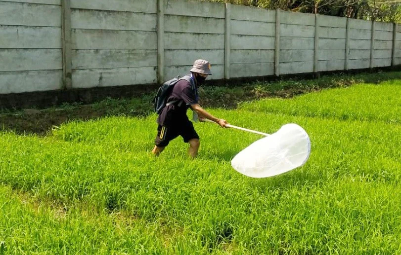 Pengelolaan Hama Secara Alami pada Agroforestri Kopi