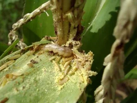 Pengenalan Hama Penggerek Batang Jagung