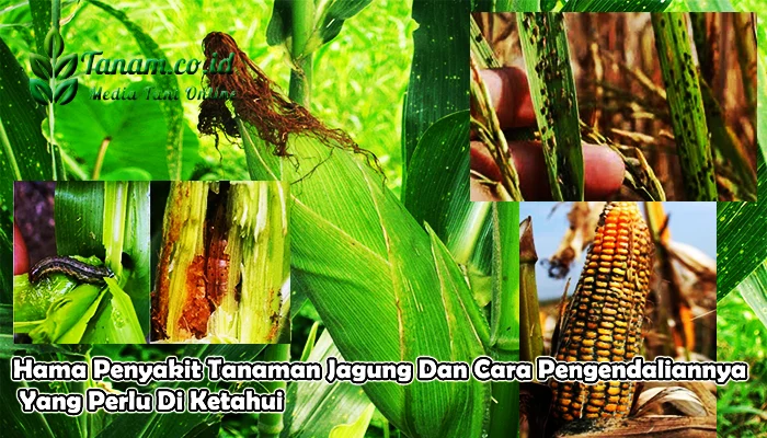 Pengendalian Hama Tanaman Jagung dengan Cara Kimia