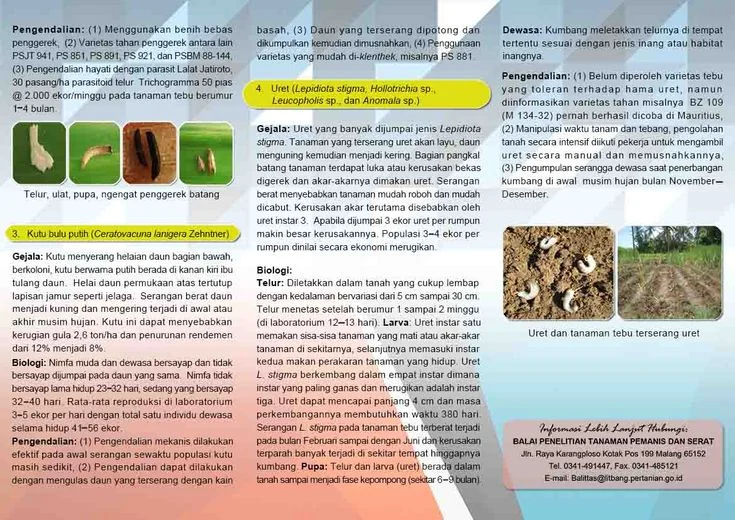 Pengendalian Hama Tanaman Tebu dengan Metode Biologis