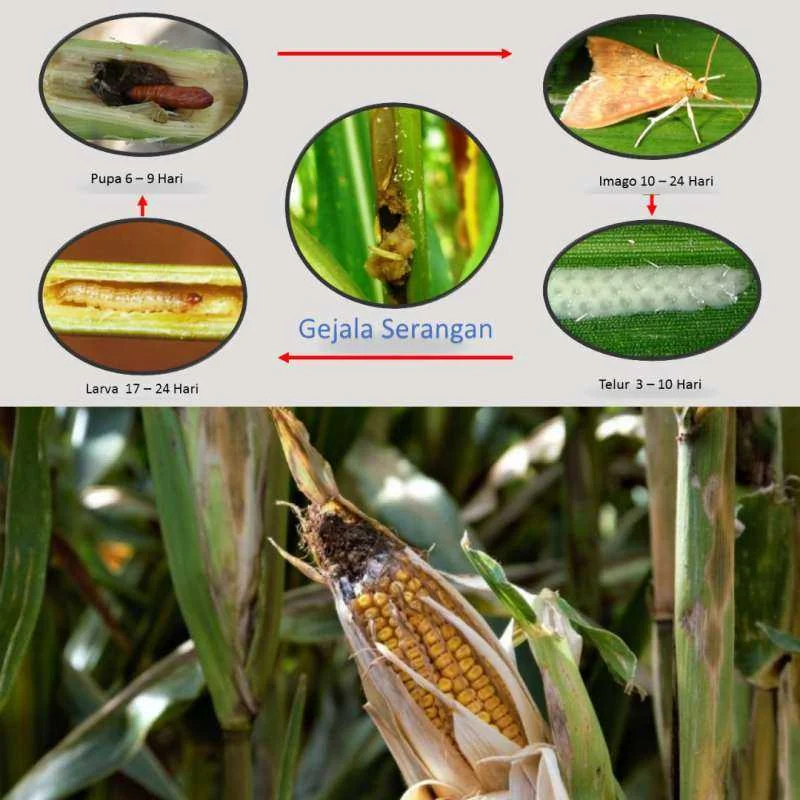 Penggunaan perangkap feromon untuk mengurangi populasi hama jagung
