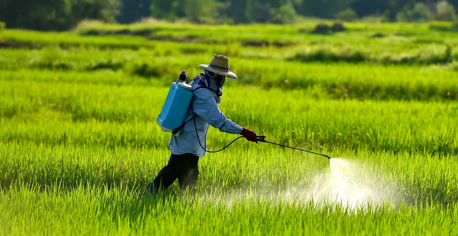 Penggunaan Pestisida pada Hama Tanaman Jagung: Manfaat dan Risiko