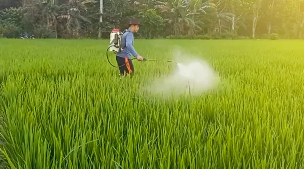 Penggunaan Pestisida pada Tanaman Padi: Manfaat dan Risiko