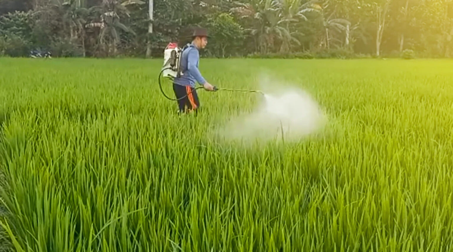 Penggunaan Pestisida pada Tanaman Padi: Manfaat dan Risiko