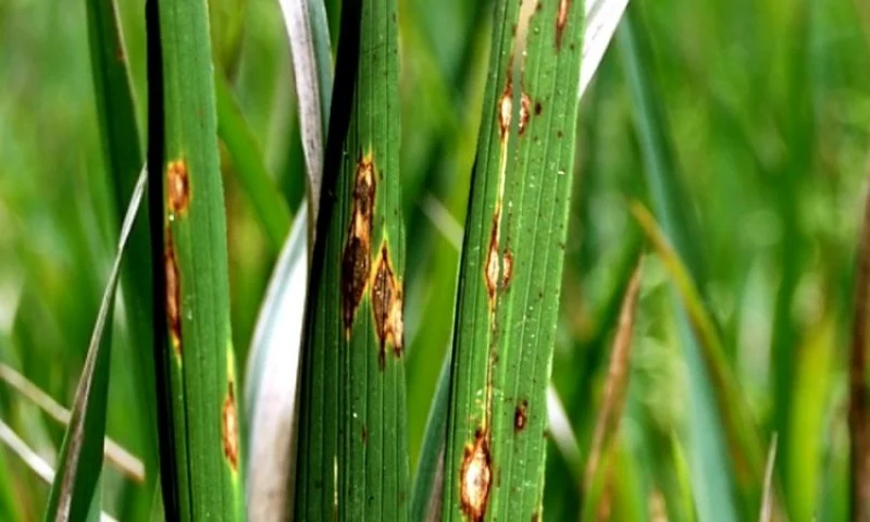 Penyakit Tanaman Padi