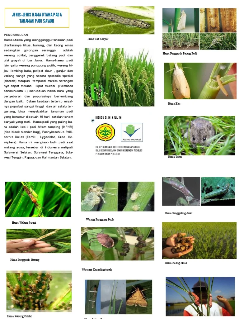 Penyebab Resistensi Hama Tanaman Padi