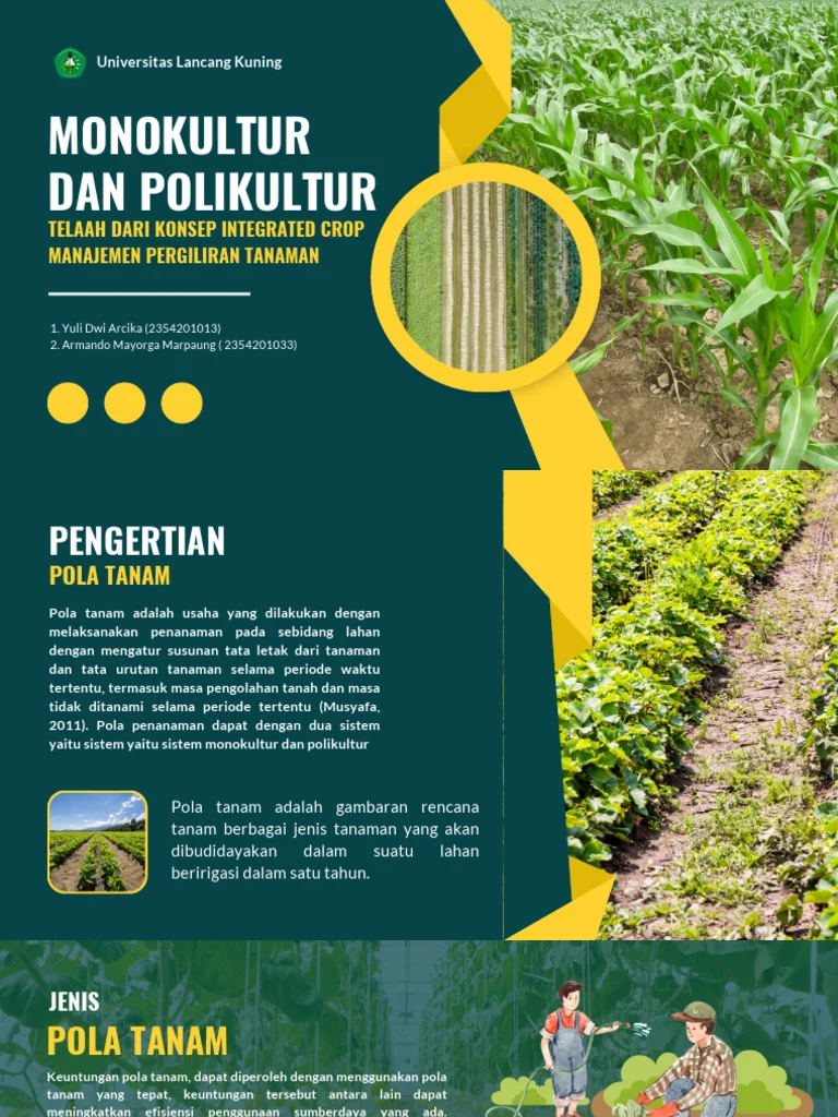 Perbandingan Hasil Kopi antara Monokultur dan Agroforestri