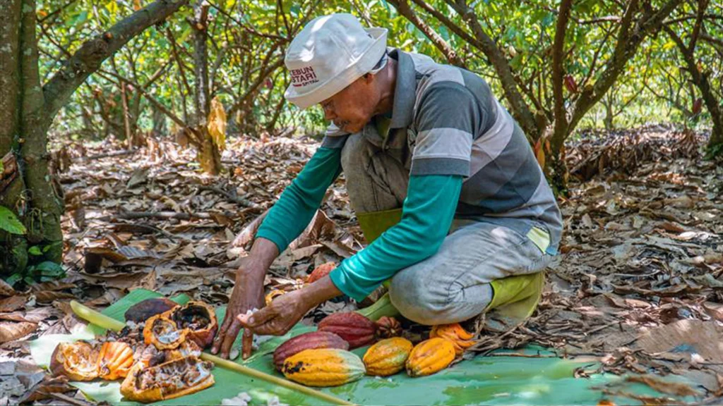 Prinsip Dasar Teknik Agroforestri Kakao