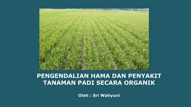 Prinsip Dasar Teknik Pengendalian Hama Padi Organik