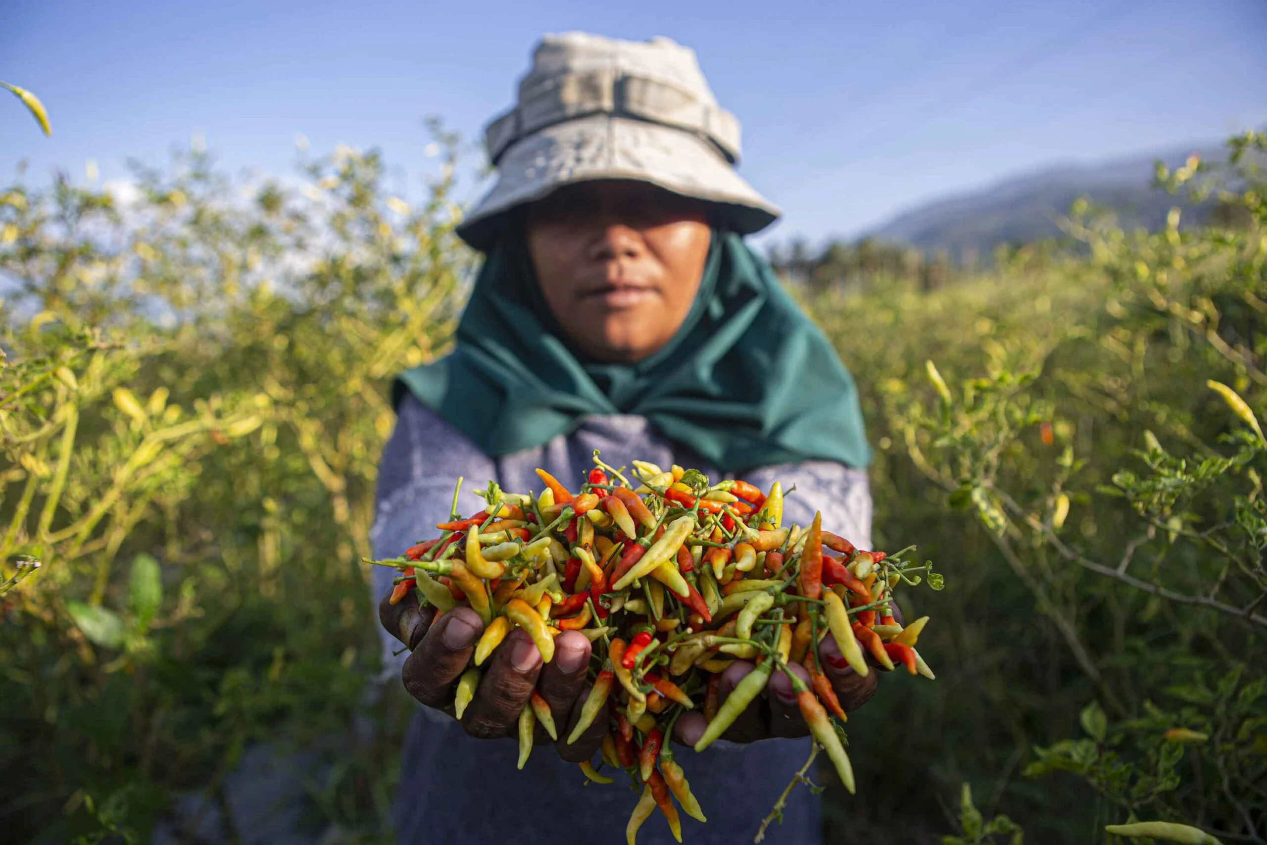 Proses Panen Cabe Rawit yang Tepat