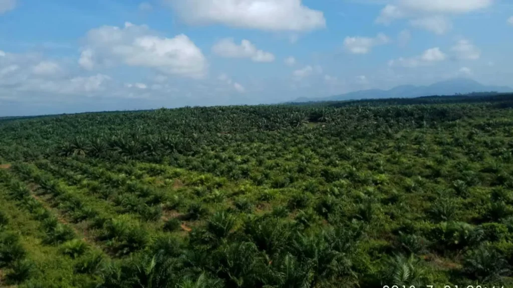Sejarah Awal Sawit di Kalimantan