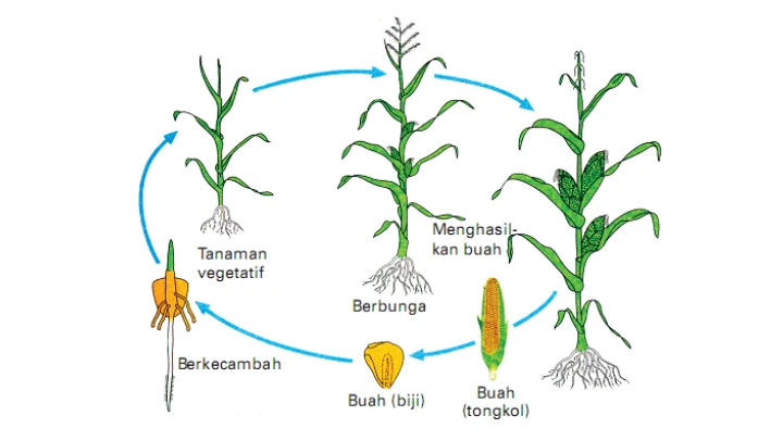 Sejarah dan Perkembangan Jagung