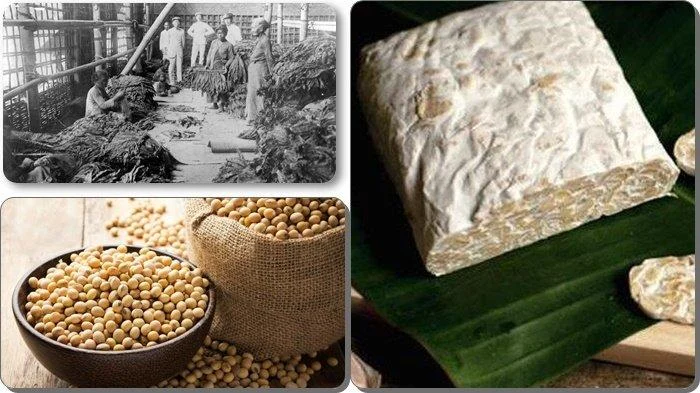 Sejarah Pembuatan Tempe di Indonesia