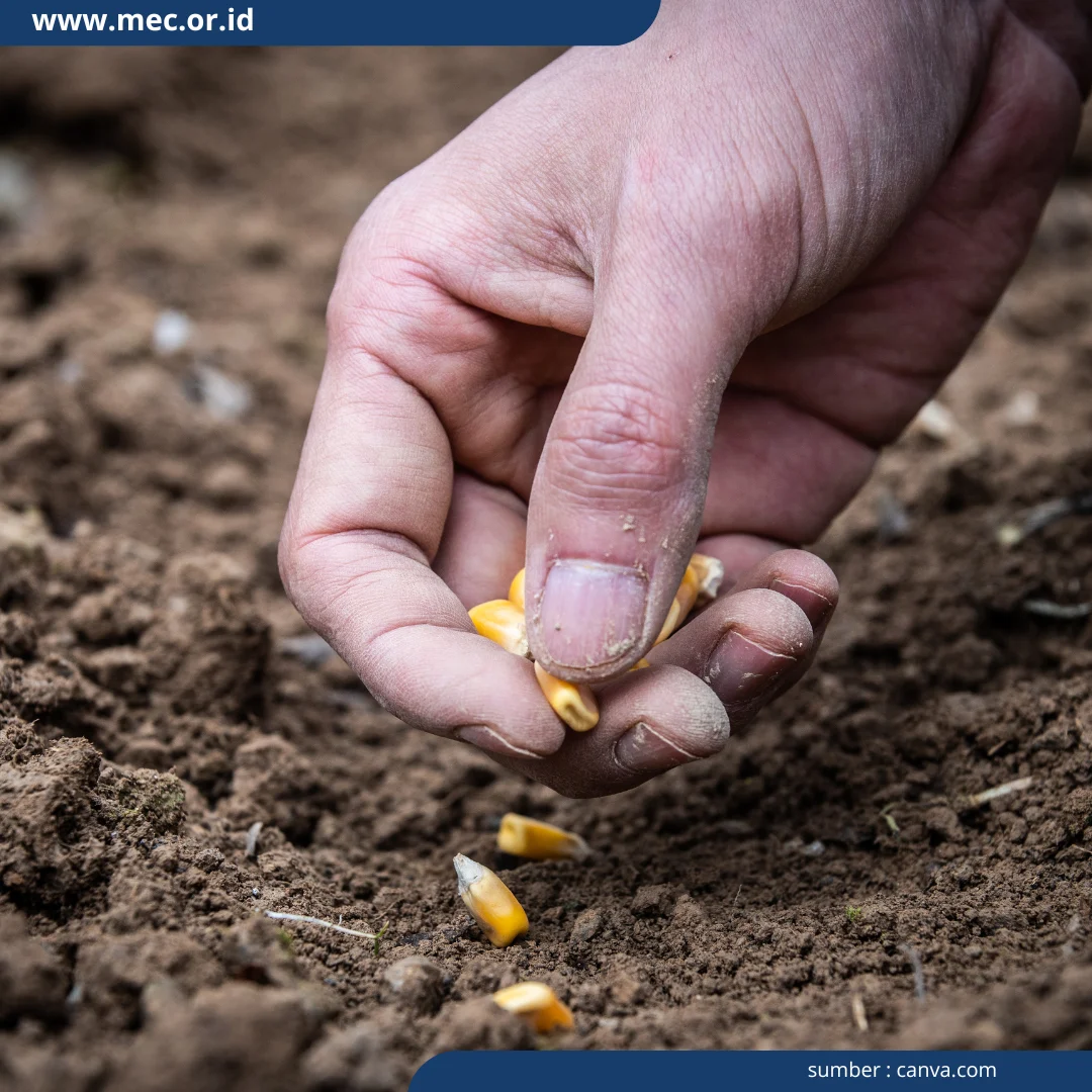 Sejarah Penanaman Jagung di Amerika