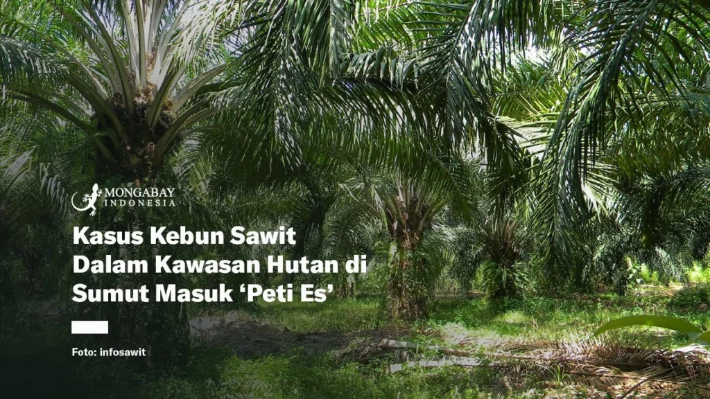 Studi Kasus Kebun Sawit Ramah Iklim di Sumatra