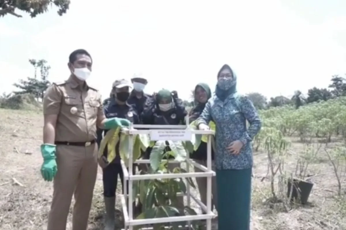 Teknik Penanaman Pohon Pelindung