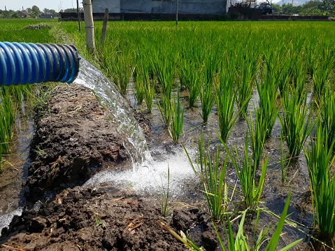 Teknik Penghematan Air di Sawah
