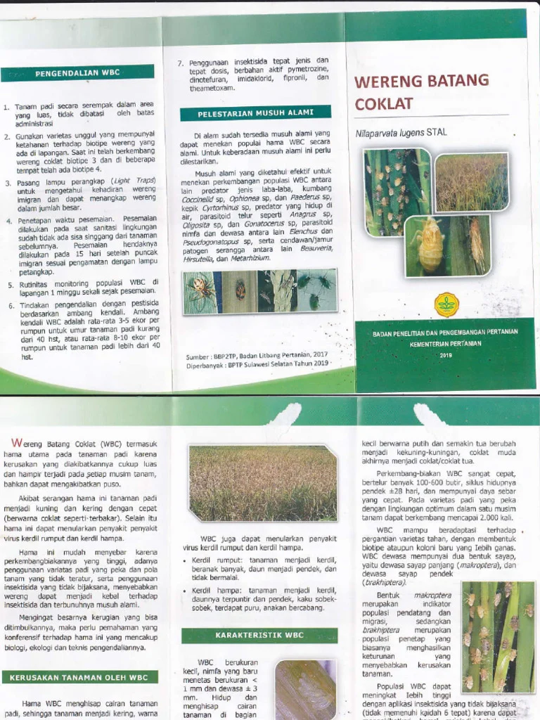 Upaya Penelitian Modern terhadap Wereng Batang Coklat